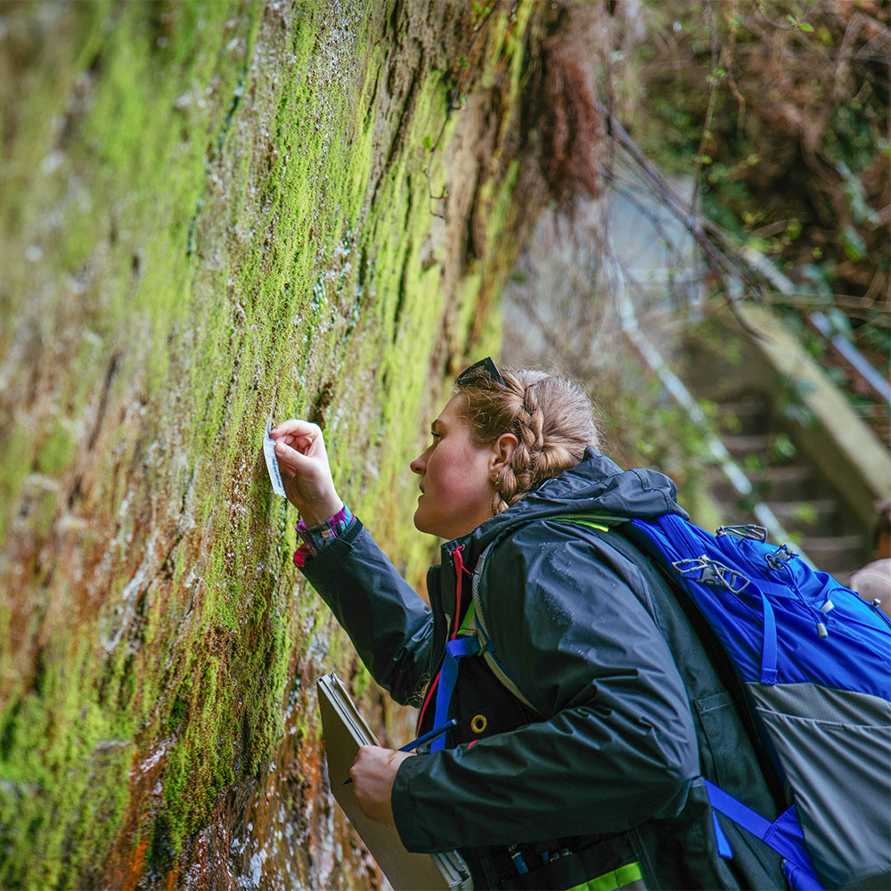 Earth and Environmental Sciences Student examining a tree in the forest
