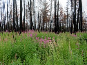 UBCO researchers concerned about important prey and predator species in post-fire logging areas