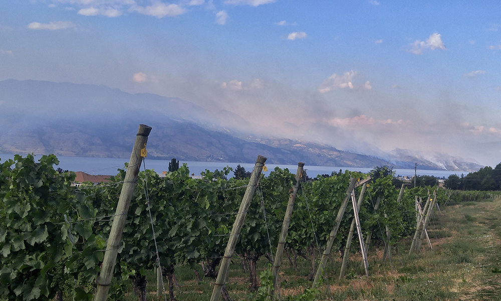 A vineyard with a Forest Fire burning on the mountain beyond it in West Kelowna, British Columbia, Canada.