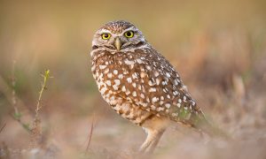 Grasslands key to burrowing owl expansion amid climate change, UBC Okanagan study finds