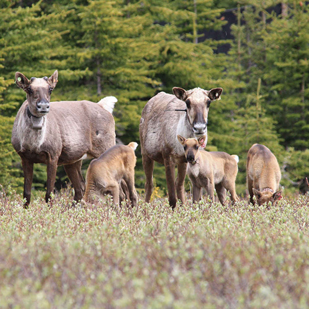 Caribou with their young